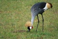 Crested / Crowned Crane, Uganda, Africa Royalty Free Stock Photo