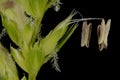 Crested Dog`s Tail Cynosurus cristatus. Inflorescence Detail Closeup