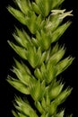 Crested Dog`s Tail Cynosurus cristatus. Inflorescence Detail Closeup