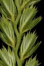 Crested Dog`s Tail Cynosurus cristatus. Sterile Spikelets Closeup