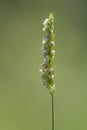 Crested dog& x27;s-tail & x28;Cynosurus cristatus& x29; grass in flower