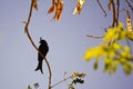 Crested Drongo (Dicrurus forficatus) Royalty Free Stock Photo