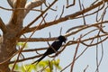 Crested Drongo (Dicrurus forficatus)