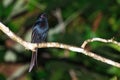 Crested drongo Royalty Free Stock Photo