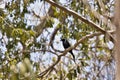 Crested drongo, Dicrurus forficatus, on a tree in Ankarana reservation, Madagascar