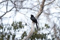 crested drongo, dicrurus forficatus