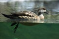 Crested duck (Lophonetta specularioides) Royalty Free Stock Photo