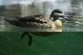 Crested duck (Lophonetta specularioides) Royalty Free Stock Photo