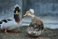 Crested duck Royalty Free Stock Photo