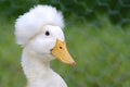 Crested Duck Royalty Free Stock Photo