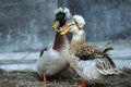 Crested duck Royalty Free Stock Photo