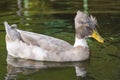 Crested Duck in water Royalty Free Stock Photo