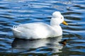 Crested Duck Royalty Free Stock Photo