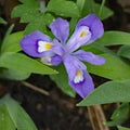 Crested Dwarf Iris - Iris cristata Royalty Free Stock Photo