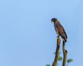 A Serpent Eagle Royalty Free Stock Photo