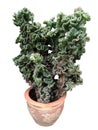 Crested Euphorbia, branched crested plant