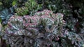 Crested-Euphorbia Cactus