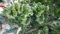 Crested-Euphorbia Cactus Thorn Pattern