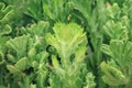 Crested-Euphorbia is a kind of Cactus