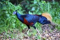Crested fireback Royalty Free Stock Photo