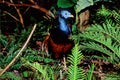 Crested fireback Royalty Free Stock Photo