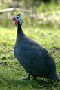 Crested Fireback Royalty Free Stock Photo