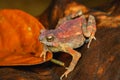 Crested Forest Toad showing textured red skin Royalty Free Stock Photo