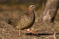 Crested Francolin Royalty Free Stock Photo