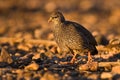 Crested Francolin Royalty Free Stock Photo