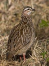 Crested Francolin Royalty Free Stock Photo
