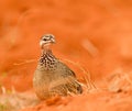 Crested francolin Royalty Free Stock Photo