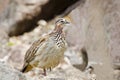 Crested Francolin amongst rocks Royalty Free Stock Photo
