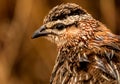 crested francolin