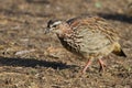 Crested Francolin Dendroperdix sephaena closeup profile foraging on the ground