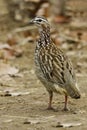 Crested Francolin, Dendroperdix sephaena Royalty Free Stock Photo