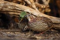 The crested francolin Dendroperdix sephaena sitting on the ground Royalty Free Stock Photo