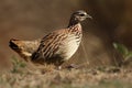 The crested francolin Dendroperdix sephaena is walking on the horizon in the savana Royalty Free Stock Photo