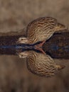Crested Francolin drinking with water drops with reflection Royalty Free Stock Photo