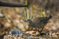 Crested Francolin in Kruger National park, South Africa