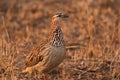 Crested Francolin