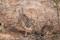 Crested Francolin Pair Kenya Africa