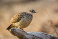 Crested Francolin in Kruger National park, South Africa