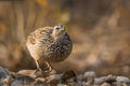 Crested Francolin in Kruger National park, South Africa