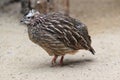 Crested francolin Royalty Free Stock Photo