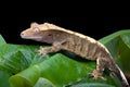 Crested Gecko Royalty Free Stock Photo