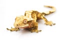 Crested Gecko Royalty Free Stock Photo