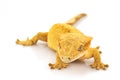 Crested Gecko