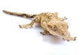 Crested Gecko