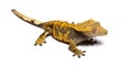 Crested gecko, Correlophus ciliatus, isolated on white Royalty Free Stock Photo