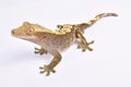 Crested gecko, Correlophus ciliatus